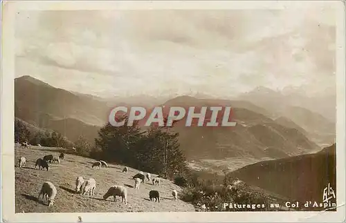 Cartes postales moderne les Pyrenees Col d'Aspin Paturages au Col d'Aspin