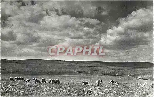 Cartes postales moderne Gorges du Tarn Le Causse Mejean Vaches