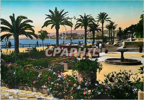 Cartes postales moderne Cannes La Cote d'Azur Jardins Fleuris sur la Croisette