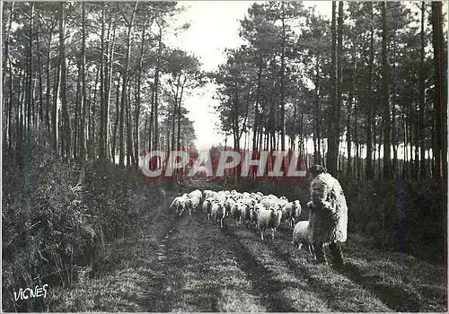 Cartes postales moderne Les Landes d'Autrefois Retour a la Bergerie Berger Moutons