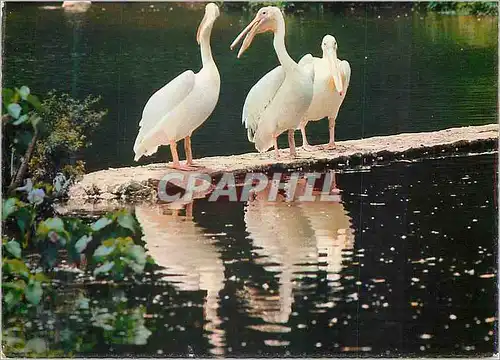 Cartes postales moderne Palicans Jurong Bird Park