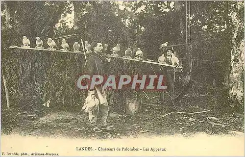 REPRO Landes Chasseurs de Palombes les Appeaux