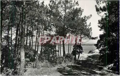 Cartes postales moderne Ronce les Bains (Ch Mme) La Mer vue de la Foret