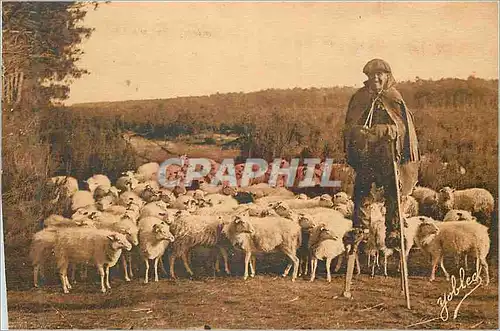 Ansichtskarte AK Les Landes de Gascogne Berger Landass et son Troupeau