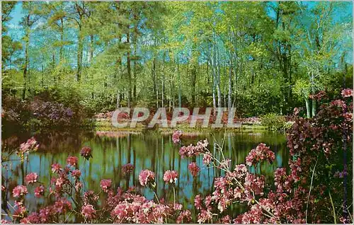 Cartes postales moderne Alabama Scene in Bellingrath Gardens Mobile
