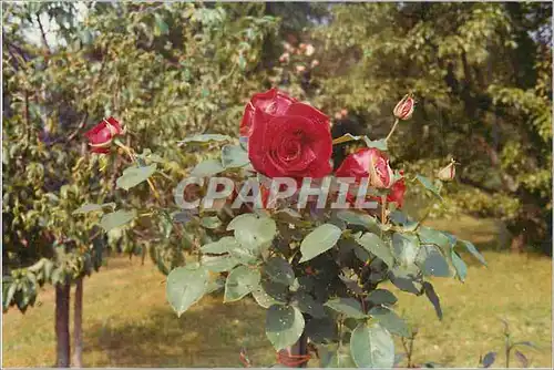 Photo Roses