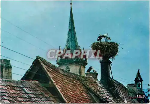 Cartes postales moderne Nid de Cigognes a Obernai L'Alsace Pittoresque