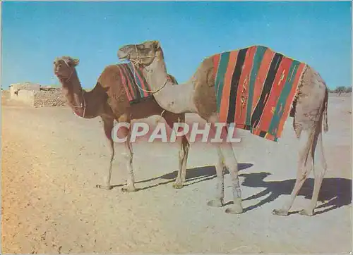 Cartes postales moderne Couleurs et Lumieres d'Algerie Sahara Dromadaires Chameau