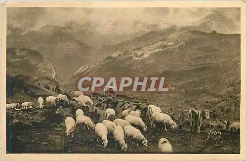 Cartes postales Les Pyrenees Paturage au col d'Aubisque Vaches Moutons