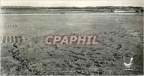 Cartes postales moderne Agriculture L'Elevage des Moutons dans la Crau (Miramas Bouches du Rhone)