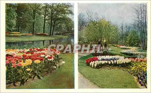 Cartes postales moderne Keukenhof Lisse Holland