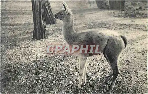 Cartes postales Parc zoologique du Bois de Vincennes Paris Musee National d'Histoire Naturelle