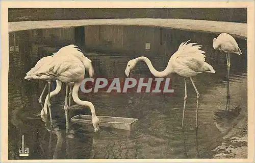 Cartes postales Parc Zoologique du Bois de Vincennes Les flamants au lac