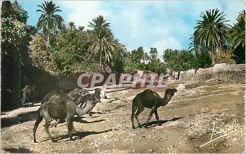 Cartes postales moderne Scenes et Types Un Oued dans le Sud Chameau