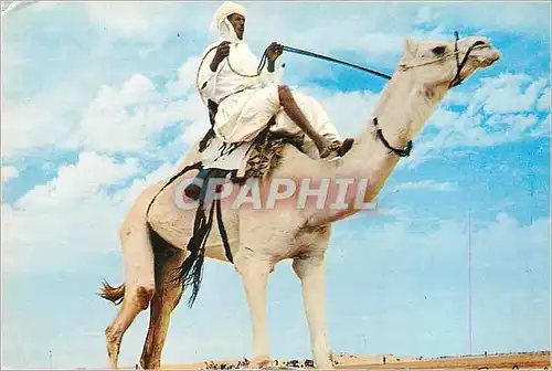 Cartes postales moderne Algerie Pittoresque Les Meharistes Chameau