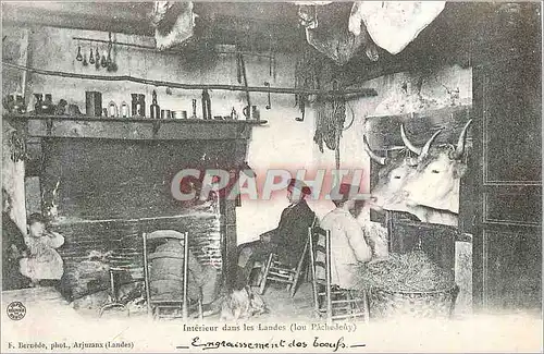 REPRO Interieur dans les Landes (Lou Pachedeuy) Engraissement des Boeufs