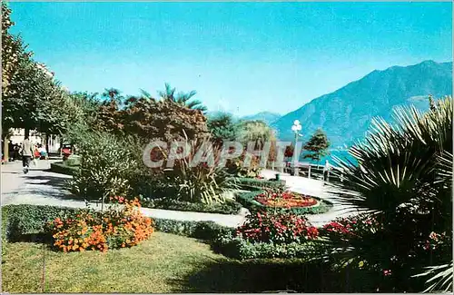 Cartes postales moderne Locarno Muralto Lungolago