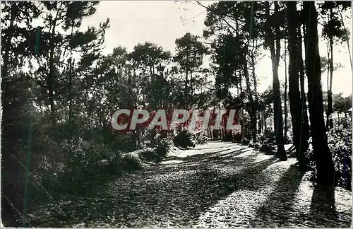 Cartes postales moderne Sion sur L'Ocean (Vendee) par Saint Hilaire de Riez Chemin sous Bois