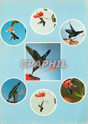 Cartes postales moderne Martinique Grace et Elegance du collibri