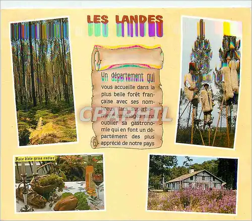 Cartes postales moderne Les Landes Image de France un Departement qui vous Accueille dans la plus Belle Foret Francaise