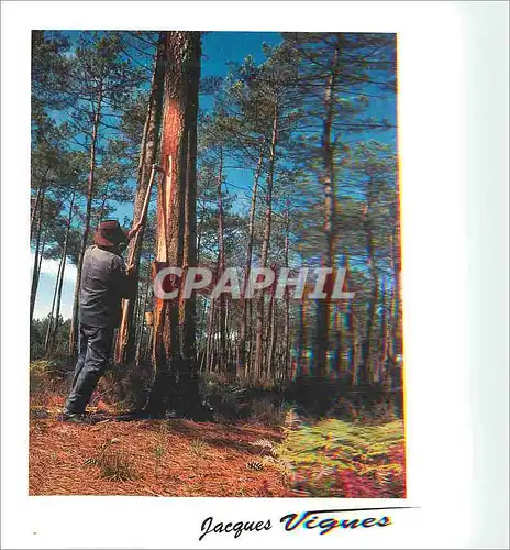 Cartes postales moderne Visage des Landes Gemmeur Pin Merveilleux ami Crucifie pour ta Gemme et qui Reste debout malgre