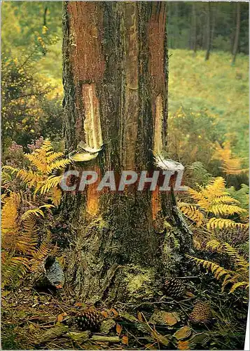 Cartes postales moderne Gemmage dans la Foret Landaise