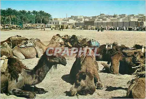 Cartes postales moderne Algerie Touggourt Le Souk Chameaux