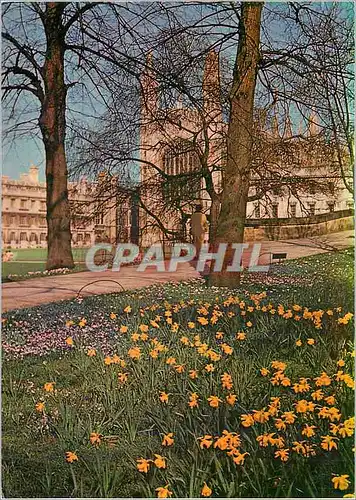 Cartes postales moderne King's College Avenue Cambridge Daffodils