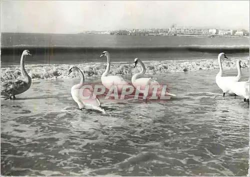 Cartes postales moderne Royan (Che Mme) Hiver Le Sejour des Cygnes sur les Plages de la Cote de Beaute