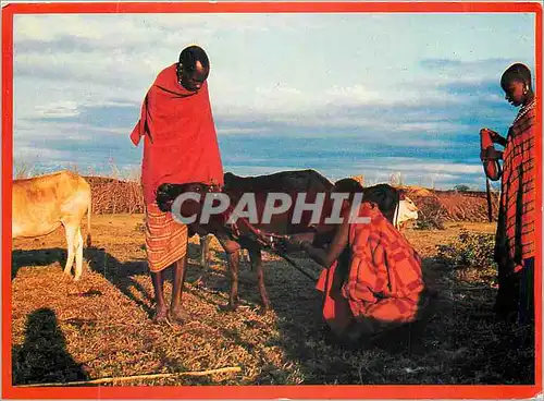 Cartes postales moderne Kenya Massai Prepare to Bleed Cattle