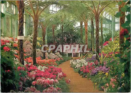 Cartes postales moderne Bruxelles Les Serres Royales de Laeken