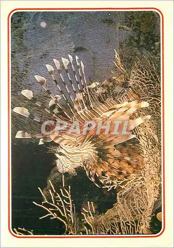 Cartes postales moderne Egypt Loin Fish