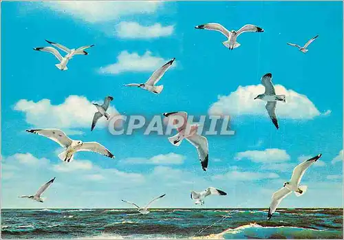 Cartes postales moderne Ijmuiden Mouettes Oiseaux