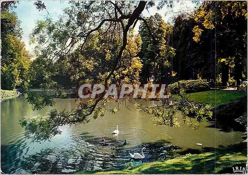 Cartes postales moderne Tournai le Jardin de la Reine Cygnes