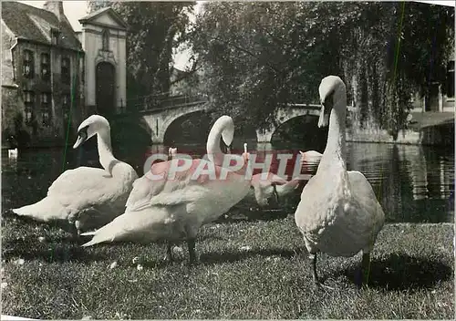 Cartes postales moderne Bruges Pont du Beguinage Cygnes