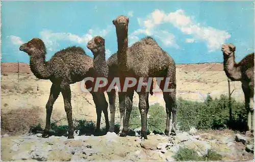 Cartes postales moderne Bechar vu par Argence