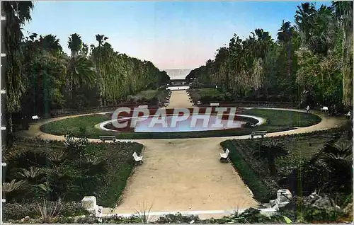 Cartes postales moderne Alger Jardin d'Essai