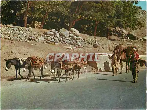 Cartes postales moderne Afghanistan Nomads Salang Pass Moutons Folklore