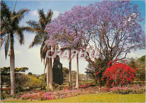 Cartes postales moderne Southern Africa Colourful Garden Setting of Stately Palms Bright flowers