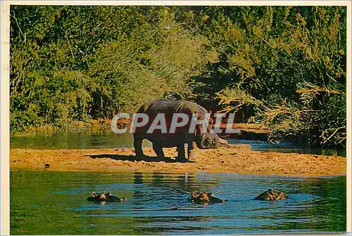 Cartes postales moderne Hippopotamus South Africa These animals are extremely good Swimmers and the Bull can attain a He