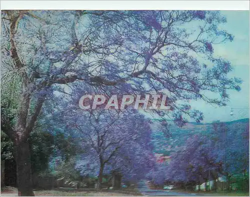 Cartes postales moderne Pretoria A Suburban Street at Jacaranda time in October