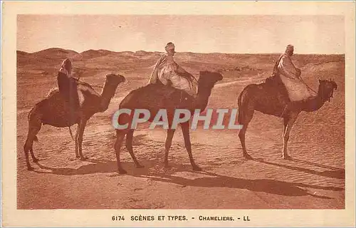 Cartes postales Scenes et Types Chameliers Chameaux