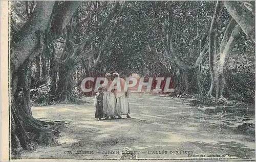 Cartes postales Alger Jardin d'Essai L'Allee des Ficus