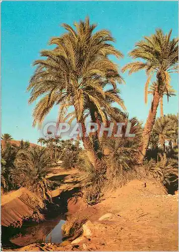 Cartes postales moderne Bechar L'Oasis