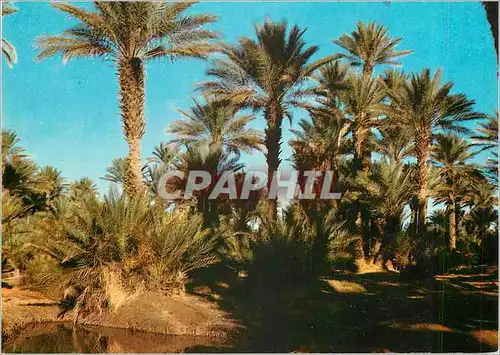 Cartes postales moderne Bechar L'Oasis