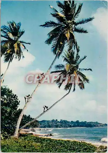 Cartes postales moderne L'Afrique en Couleurs Cueillette des noix de Coco