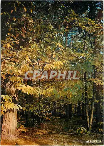 Cartes postales moderne Automne O Soeur Aimable du Printemps Ta Main depouille la Nature