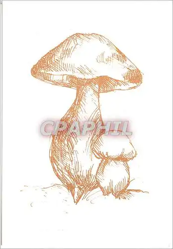 Cartes postales moderne Champignons