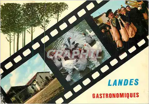 Cartes postales moderne Landes Gastronomiques