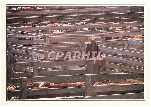 Cartes postales moderne USA Amarillo Troupeau au Corral Chevaux